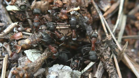 Ant hill. Stockbeeldmateriaal 707764