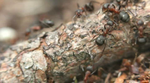 Ant hill. 動画素材 707792