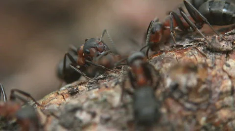 Ant hill. Video stock 707793