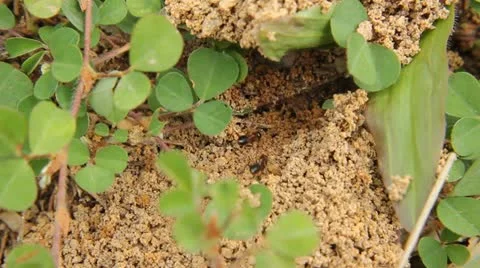 Ant hill Stock Footage 12062354