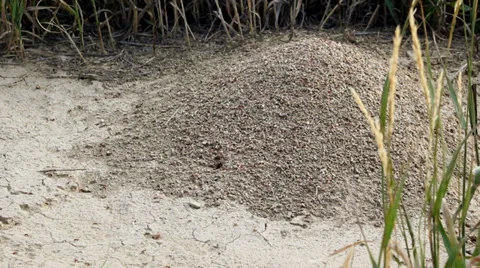Ant hill 스톡 동영상 32424748