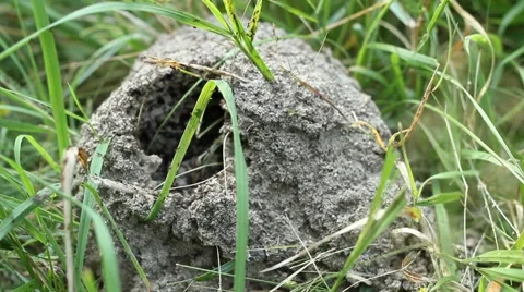 Ant Hill Stock Footage 46110321