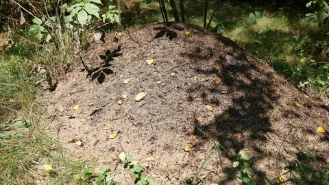 Ant hill Stockbeeldmateriaal 117223386