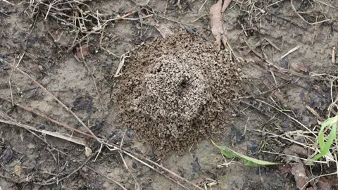 Ant hill Stock Footage 156613273