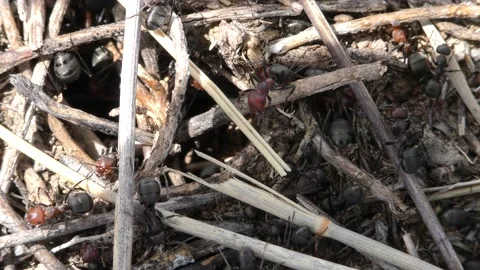 Ant Hill Stock Footage 172222284