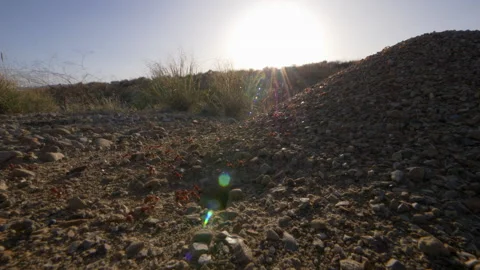 Ant hill. Stock-Footage 320755586