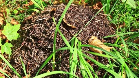 Ant-hill full of working ants on a sunny summer day Stock Footage 140867172
