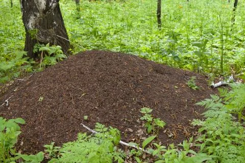Ant hill Photos