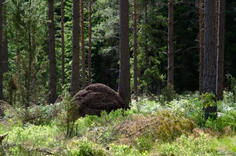 Ant hill Foto stock