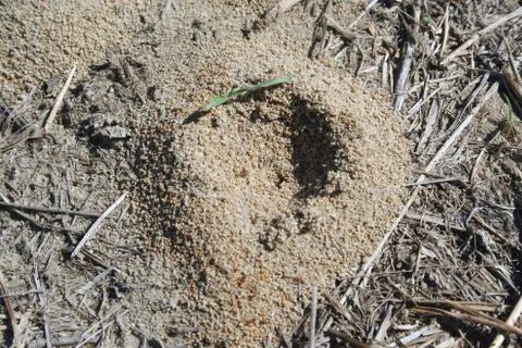 Ant hill Stock Photos