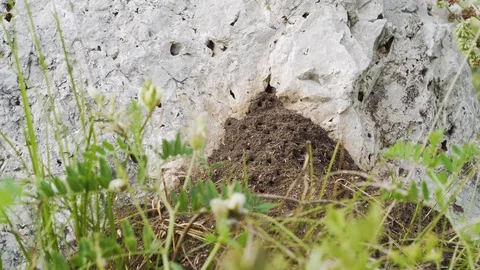 Ant hill in the rock 库存影片 94334261