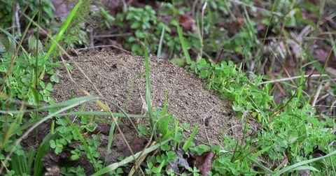 Ant Hill with Running Ants Stock Footage 82133471