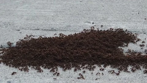 Ant hill on a sidewalk 4K Stock Footage 134980528