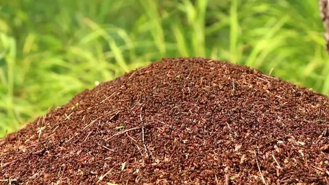 Ant hill surface vertical panning focus changing Stock-Footage 71814970