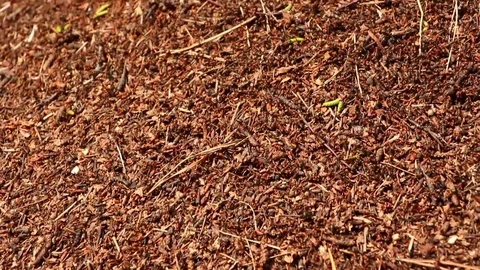 Ant hill surface vertical panning up to top Stock Footage 71815181