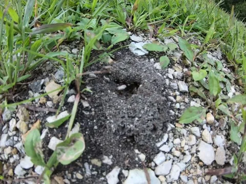 Ant hill timelapse Stock-Footage 205429092