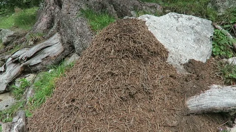 Ant hill under a alpine pine tree in summer time. active colony. Vídeo Stock 115327282
