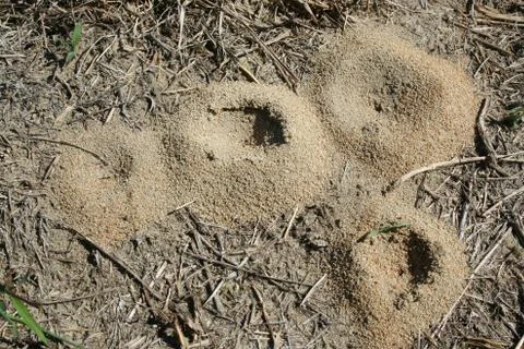 Ant hills Stock-Fotos