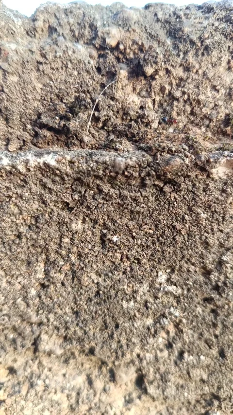 Ant on his path Video stock 291413293