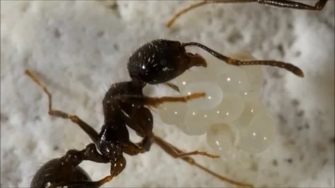Ant holding a bunch of eggs. macro Stock Footage 82267702