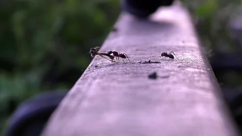 Ant holding a dead robber fly. Two ants on the track of an abandoned railway Stock Footage 76795410