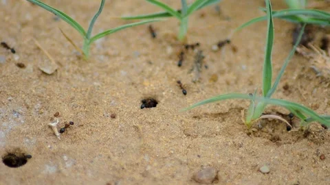 Ant hole 스톡 동영상 156226675