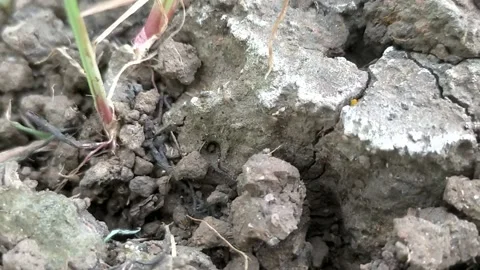 Ant hole Stock Footage 209749564