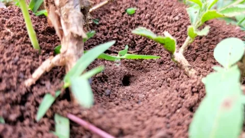 Ant hole Stock Footage 211917383