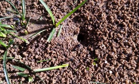 Ant hole in the soil Stock Photos