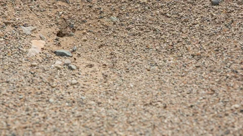 Ant Hole in Upper Left Corner Stock Footage 60213638