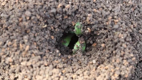 Ant holes. Macro close up of ants crawling in and out of an ant hole. Stock Footage 107897490
