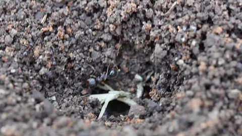 Ant holes. Macro close up of ants crawling in and out of an ant hole. Stock Footage 107897604
