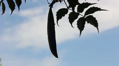 Ant on Honeysuckle Stock Footage 65504507