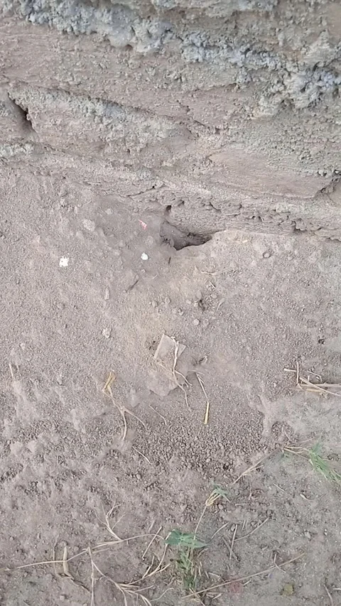 Ant house. Anthill on the house. A slide of land on the house created by ants. Stock Footage 197251122