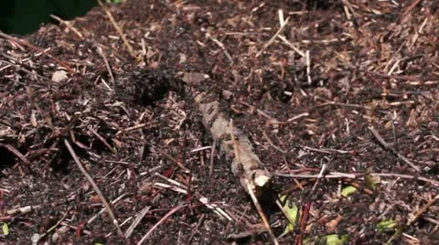 Ant House Stock Footage 11094156