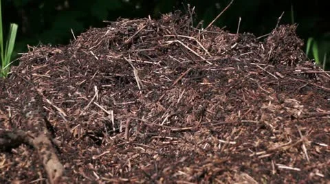 Ant House Stock Footage 11094853