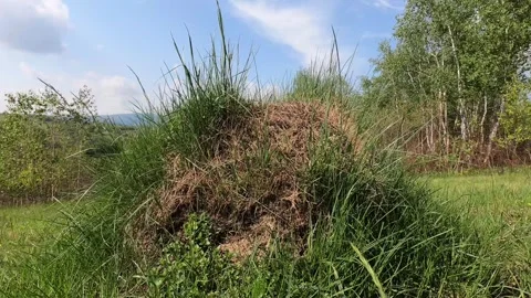 Ant house on ground grass. Large anthill with colony of ants in the forest Stock Footage 282668181