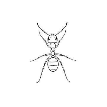 Ant Stock Illustration