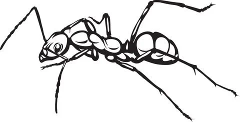 Ant, the image of ants, black and white drawing, silhouette, vector, drawing Stock Illustration