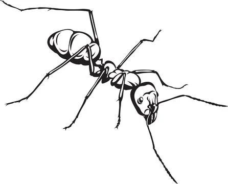 Ant, the image of ants, black and white drawing, silhouette, vector, drawing Stock Illustration