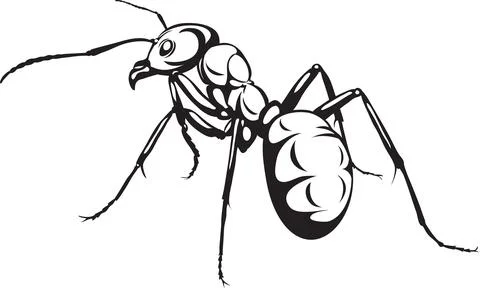 Ant, the image of ants, black and white drawing, silhouette, vector, drawing Stock Illustration