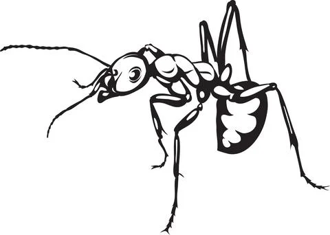 Ant, the image of ants, black and white drawing, silhouette, vector, drawing Stock Illustration