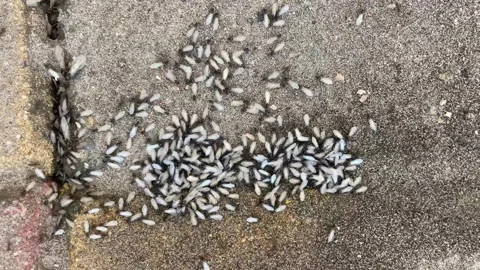 Ant infestation in backyard of home Stock Footage 311695093