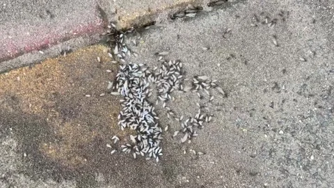 Ant infestation in backyard of home 動画素材 311695096