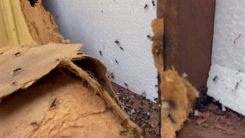 Ant Infestation Revealed Inside Open Woodframe Wall in Slow Motion 4K30 Stock Footage 332743850