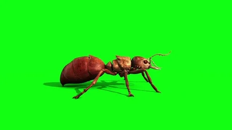 Ant Insect Attack Side Green Screen 3D Rendering Animation Stock Footage 80690579