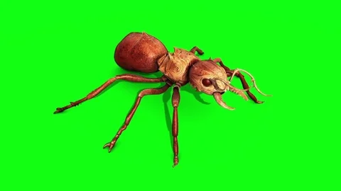 Ant Insect Attack Top Green Screen 3D Rendering Animation Stock Footage 80690628
