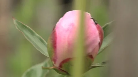Ant insect flower bud pink Stock Footage 7730799