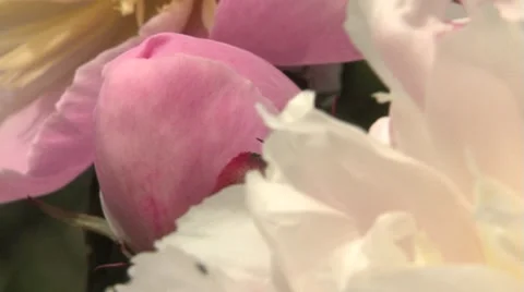 Ant insect flower pink Stock Footage 7730798