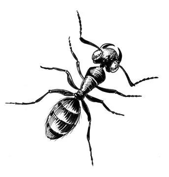 Ant insect Illustrazione stock